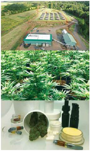 By regulation, each dispensary must produce its own products through a vertical system that starts with farming and results in uniquely formulated products.