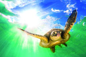 Stock image of a sea turtle that reflects renewable cleaning