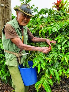 Casey Shim picking coffee on his farm.