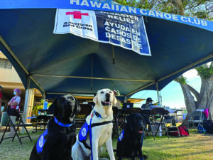 Therapy Dog Teams startedvisiting emergency shelters, fire stations and police stations soon after the Maui fires. It’s wonderful to see people’s faces light up when they see the dogs.